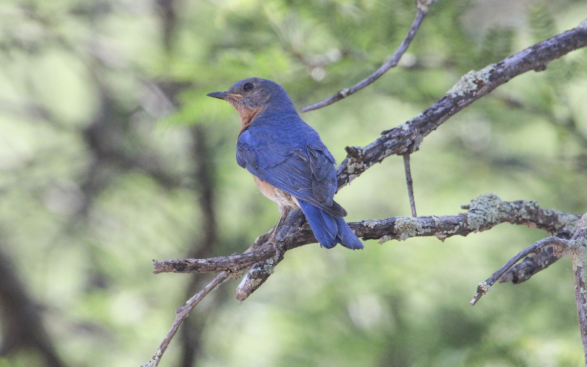 østblåfugl (guatemalae gr.) - ML618471830
