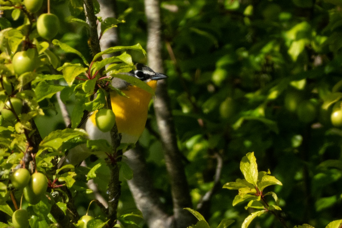 Yellow-breasted Chat - ML618471840