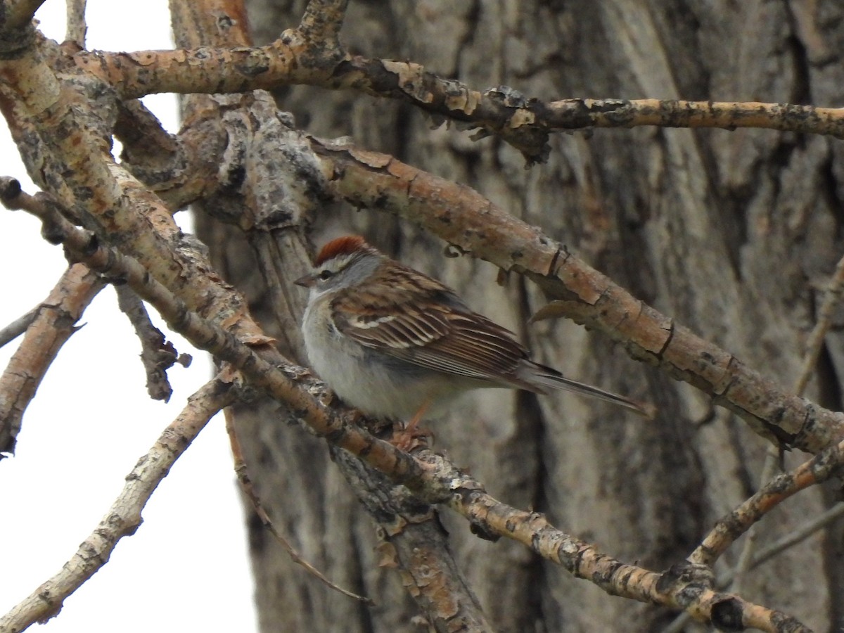 Chipping Sparrow - ML618471856