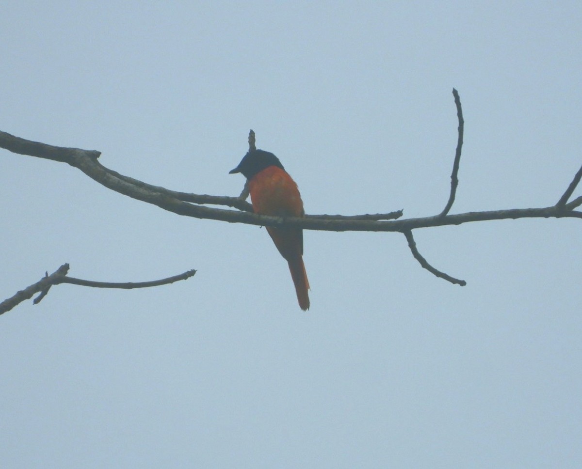 赤紅山椒鳥 - ML618471859