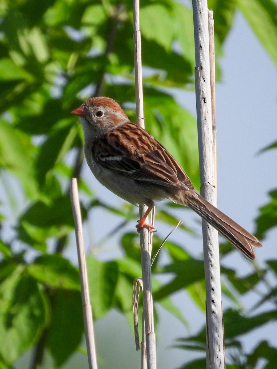 Field Sparrow - ML618471901