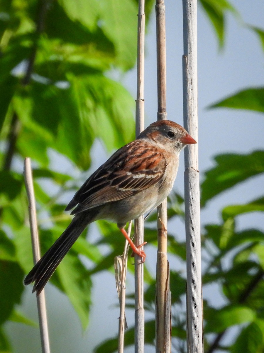 Field Sparrow - ML618471902