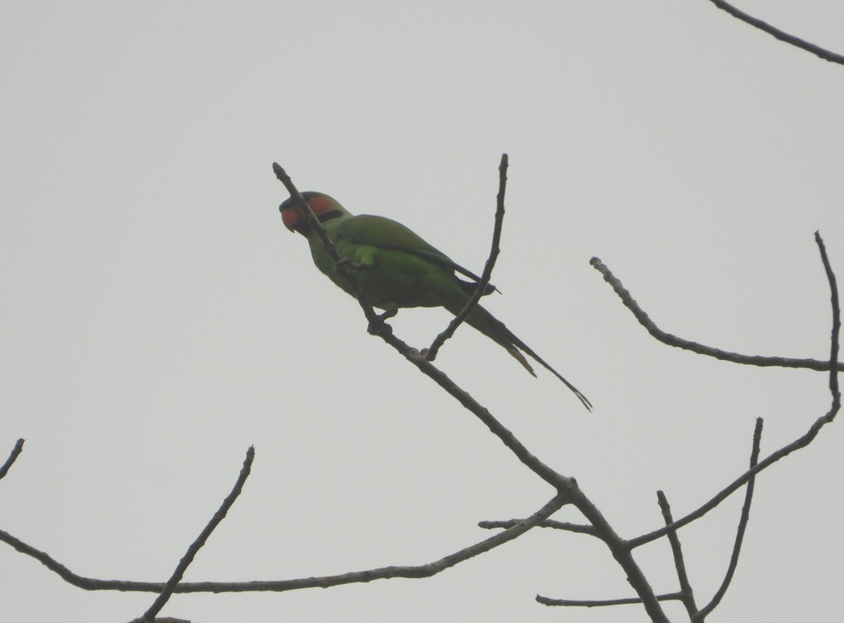 Uzun Kuyruklu Yeşil Papağan - ML618471911