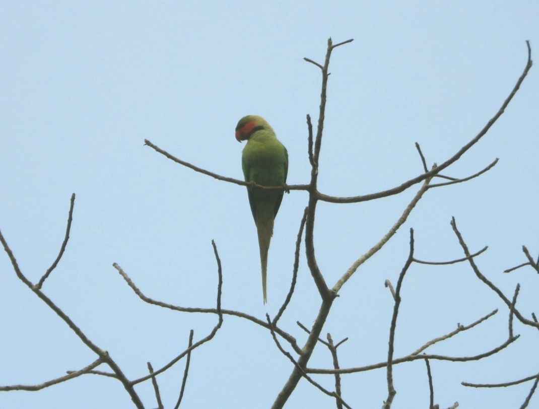 Long-tailed Parakeet - ML618471912