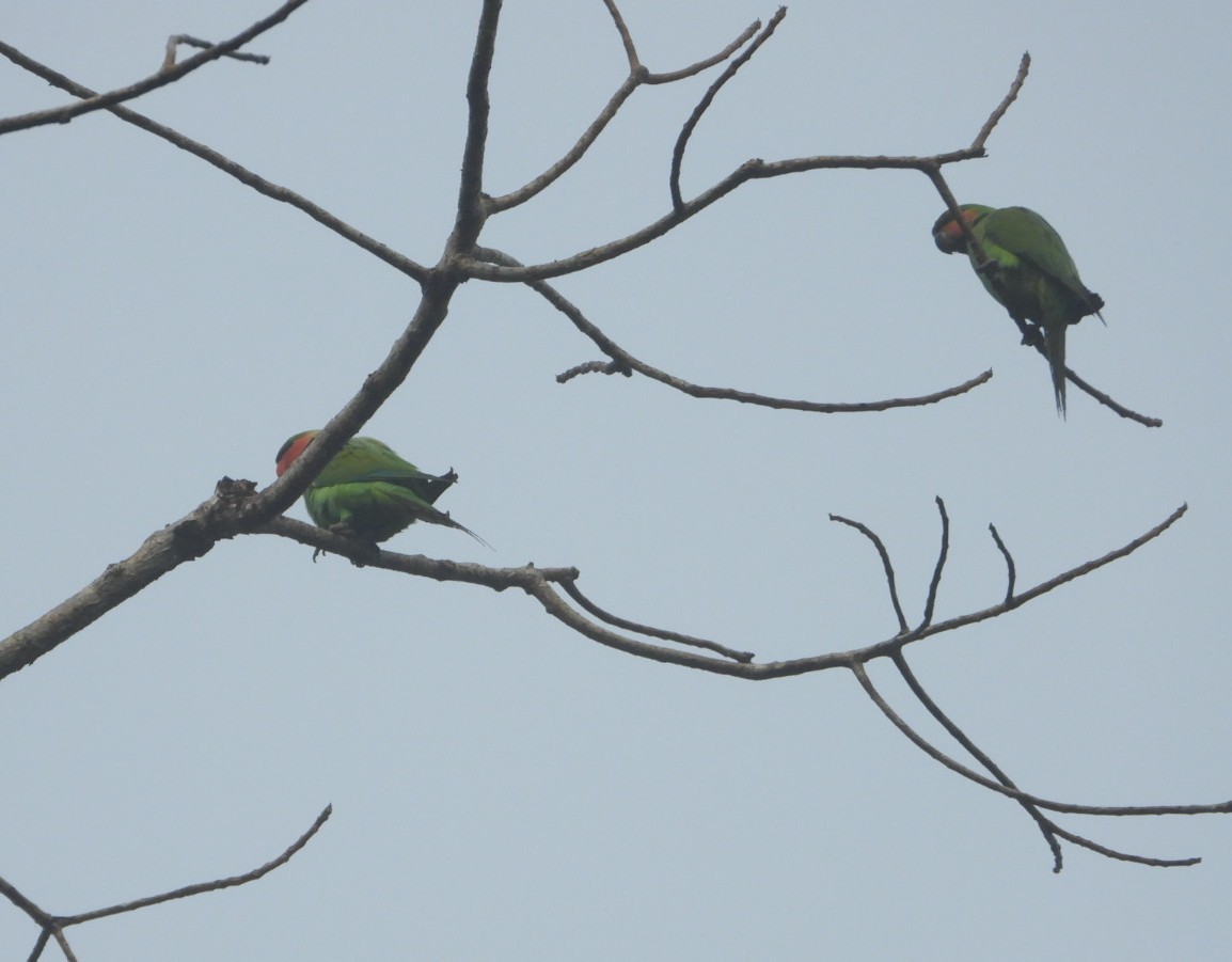 Long-tailed Parakeet - ML618471913