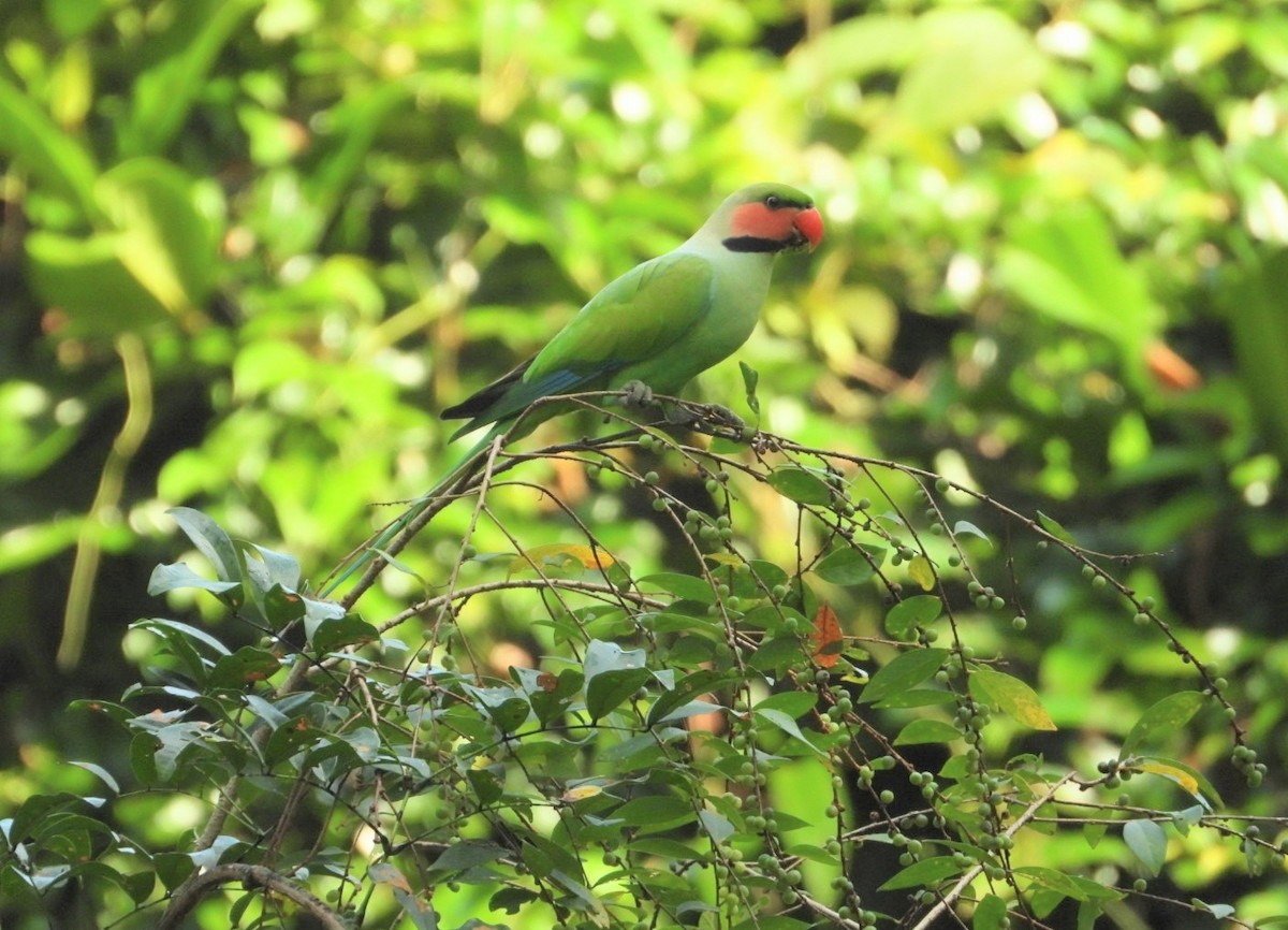 Uzun Kuyruklu Yeşil Papağan - ML618471914
