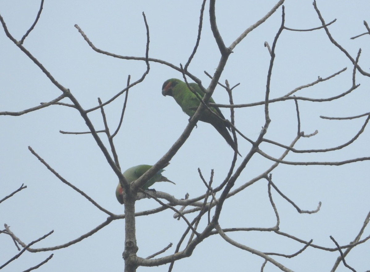 Long-tailed Parakeet - ML618471915