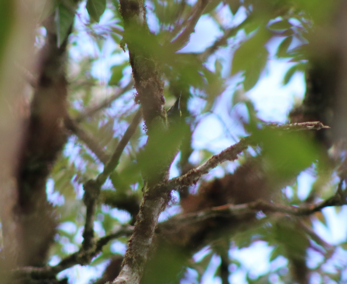 Yellow-tufted Woodpecker - ML618471928