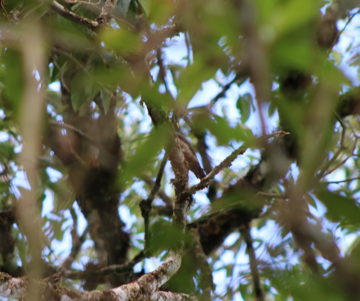 Yellow-tufted Woodpecker - ML618471929