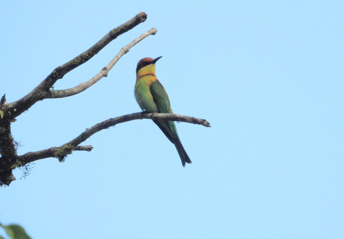 Chestnut-headed Bee-eater - ML618471936