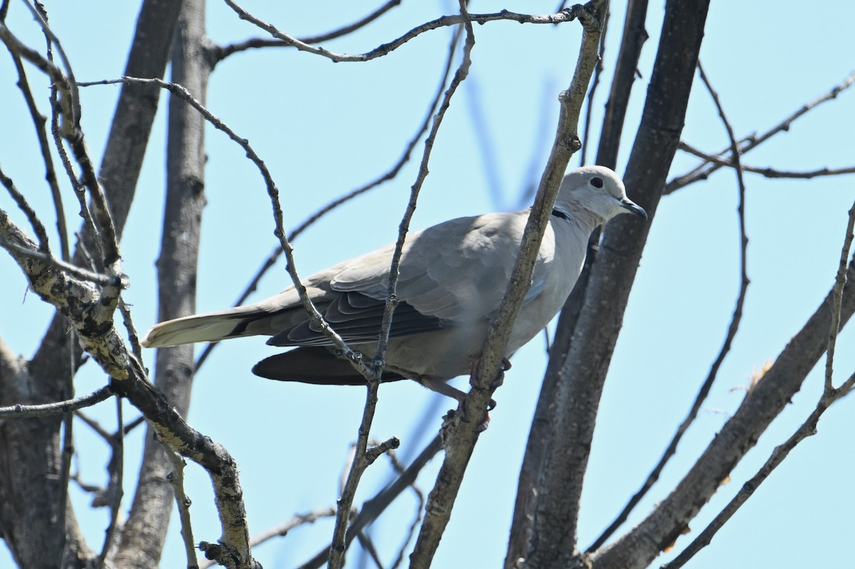 Eurasian Collared-Dove - ML618471938