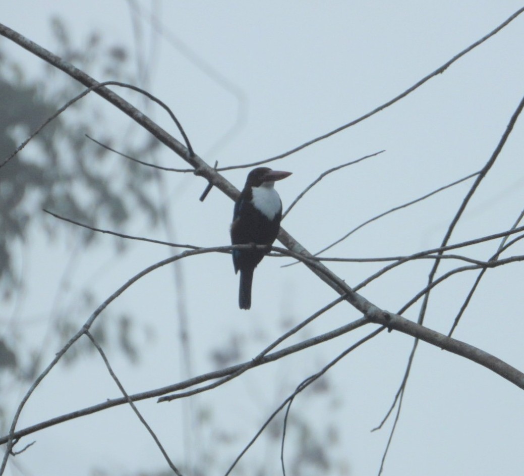 White-throated Kingfisher - ML618471951