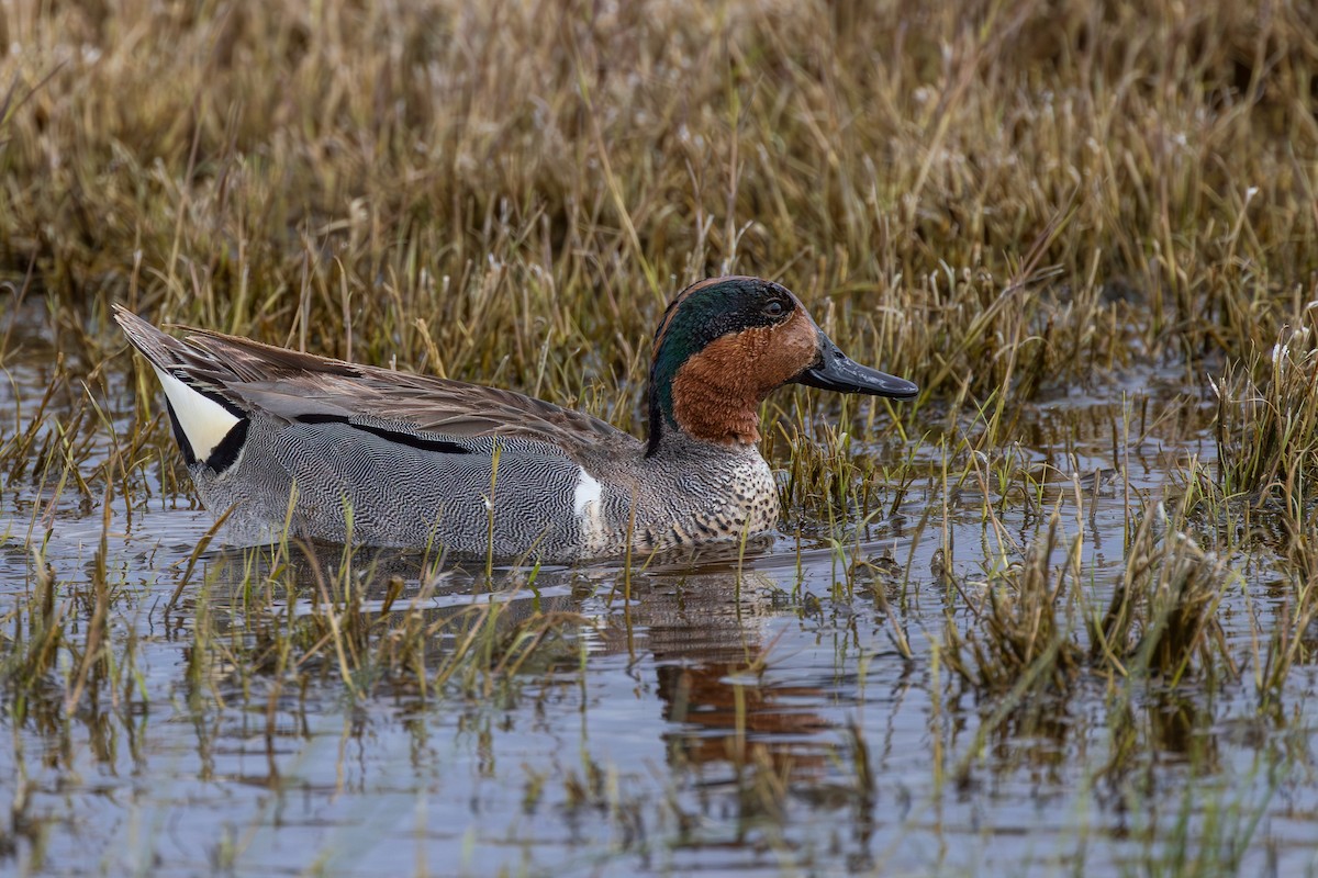 Green-winged Teal - ML618471952