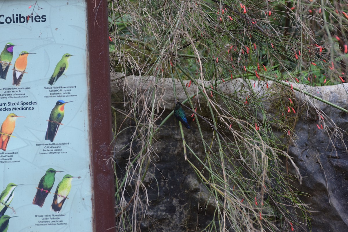 kolibřík ohnivobradý - ML618471959