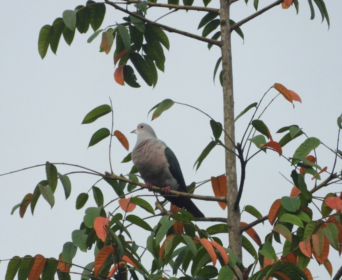 Green Imperial-Pigeon - ML618471971