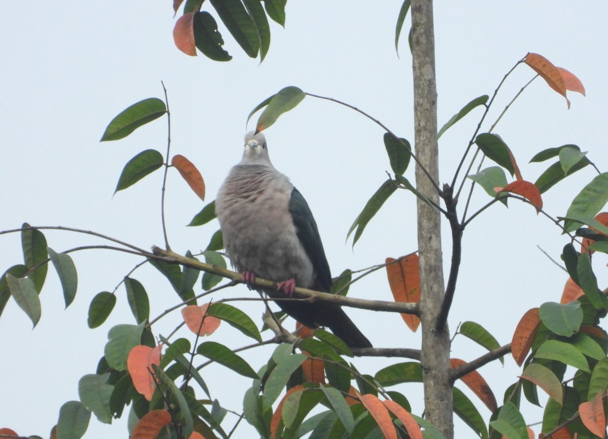 Green Imperial-Pigeon - ML618471972