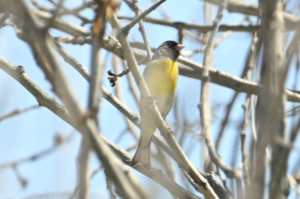 Lawrence's Goldfinch - ML618471991