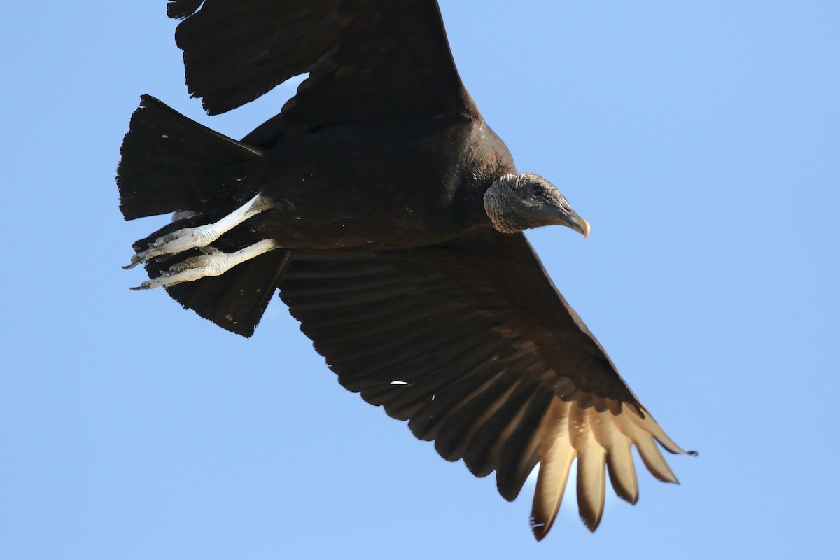 Black Vulture - ML618472044