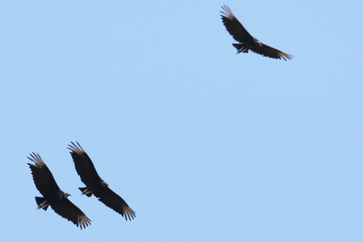 Black Vulture - ML618472045