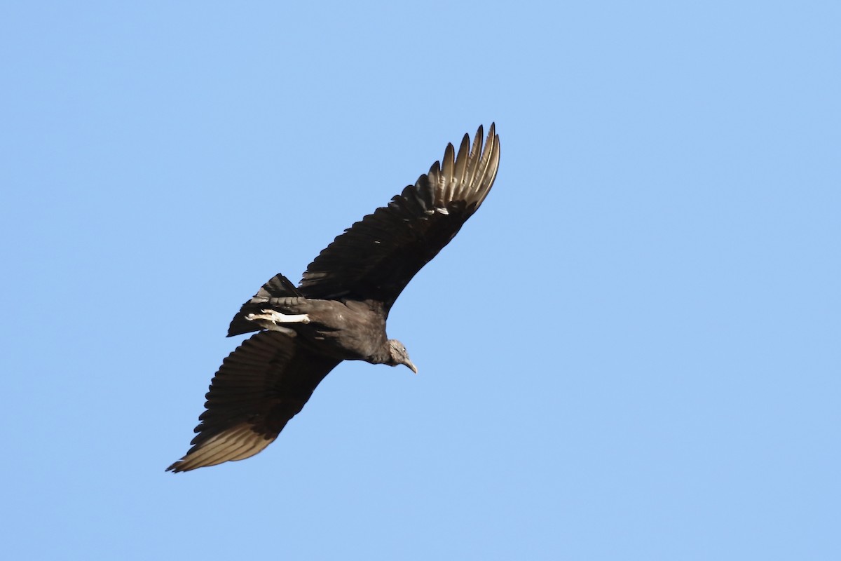 Black Vulture - ML618472046
