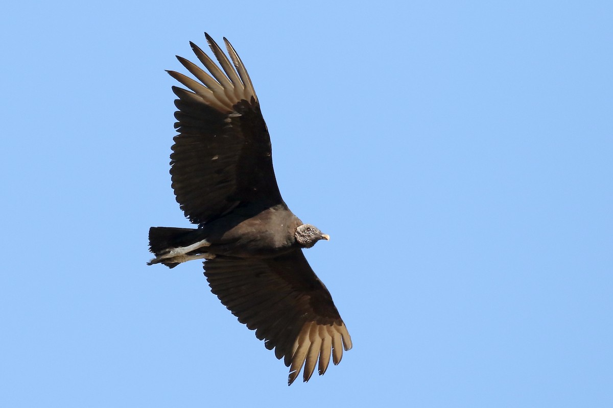 Black Vulture - ML618472047