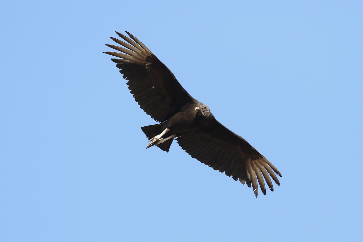Black Vulture - ML618472048