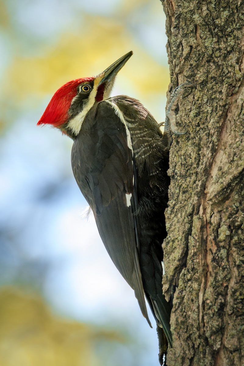 Pileated Woodpecker - ML618472063