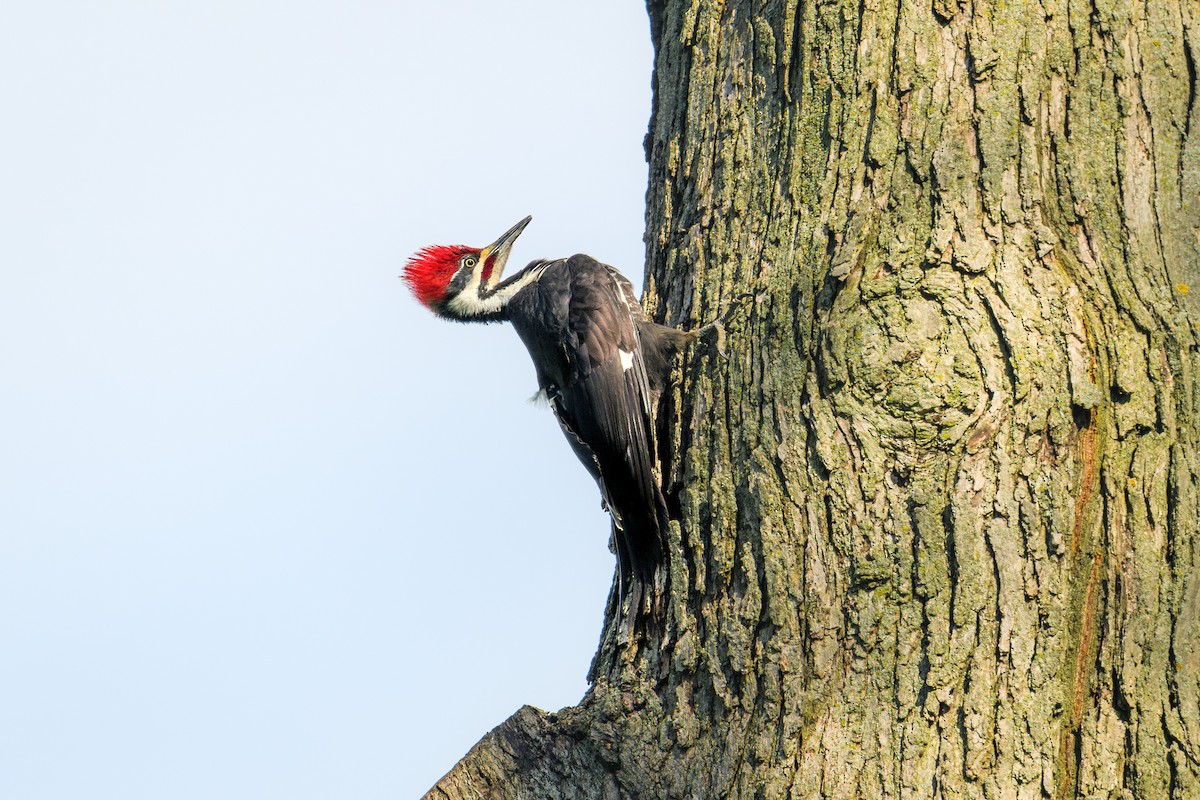 Pileated Woodpecker - ML618472064