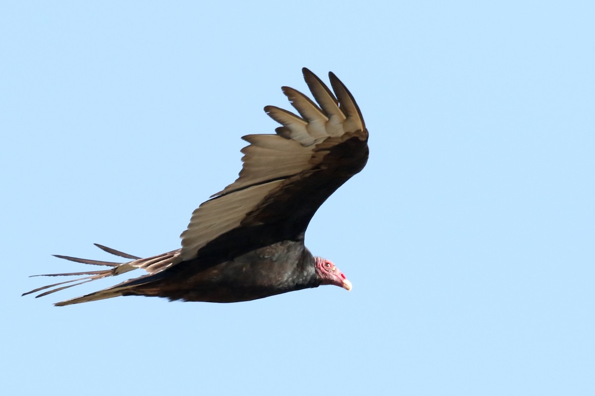 Turkey Vulture - ML618472074