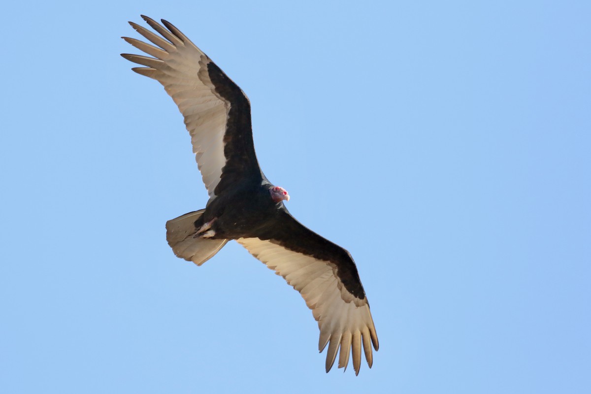 Turkey Vulture - ML618472075