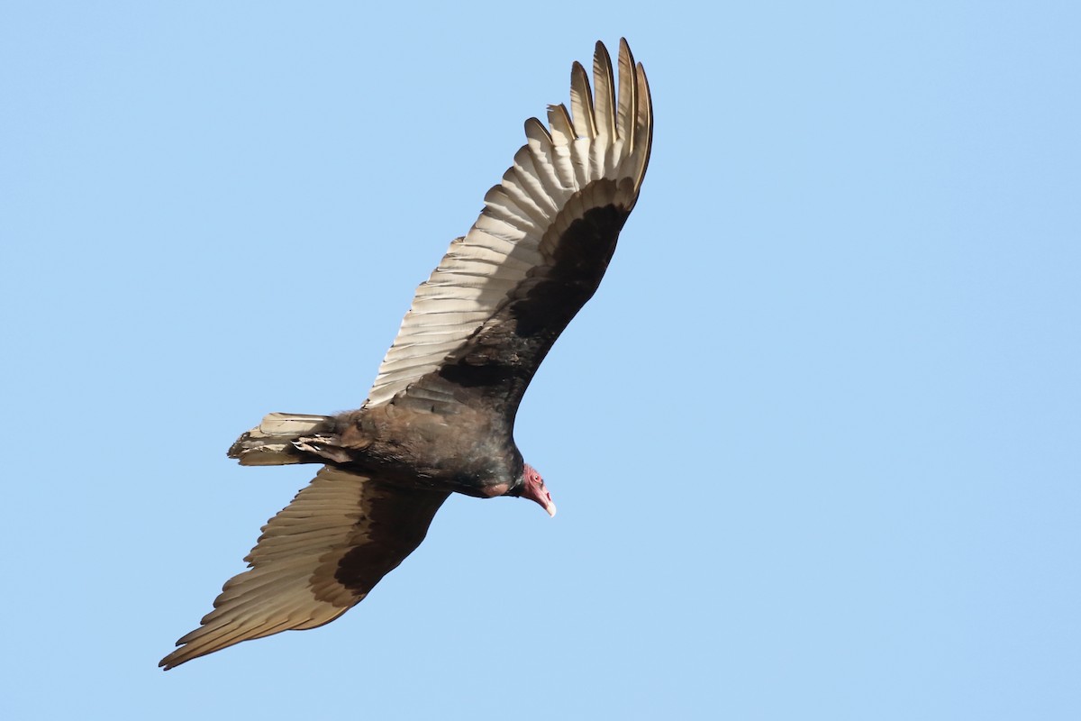 Turkey Vulture - ML618472076