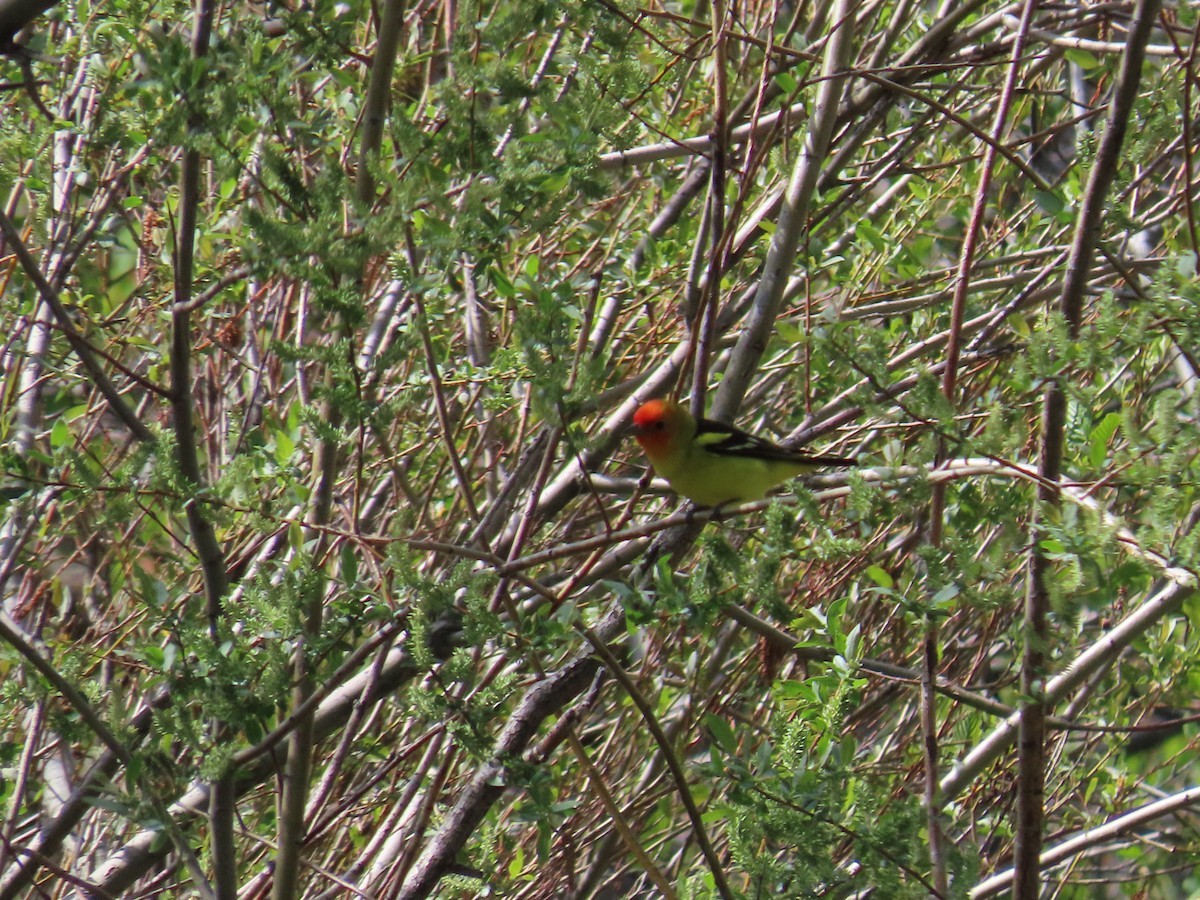 Western Tanager - ML618472077