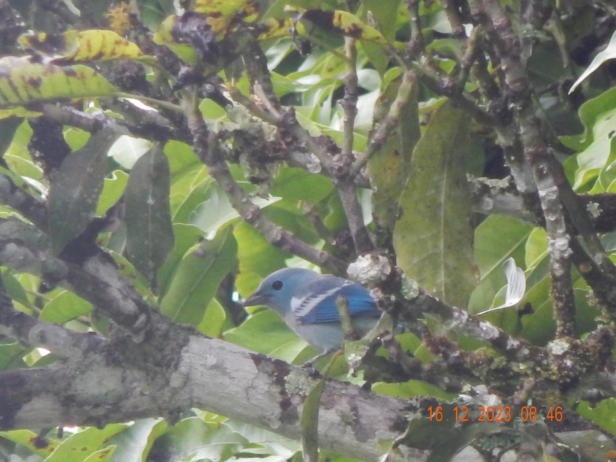 Blue-gray Tanager - ML618472118