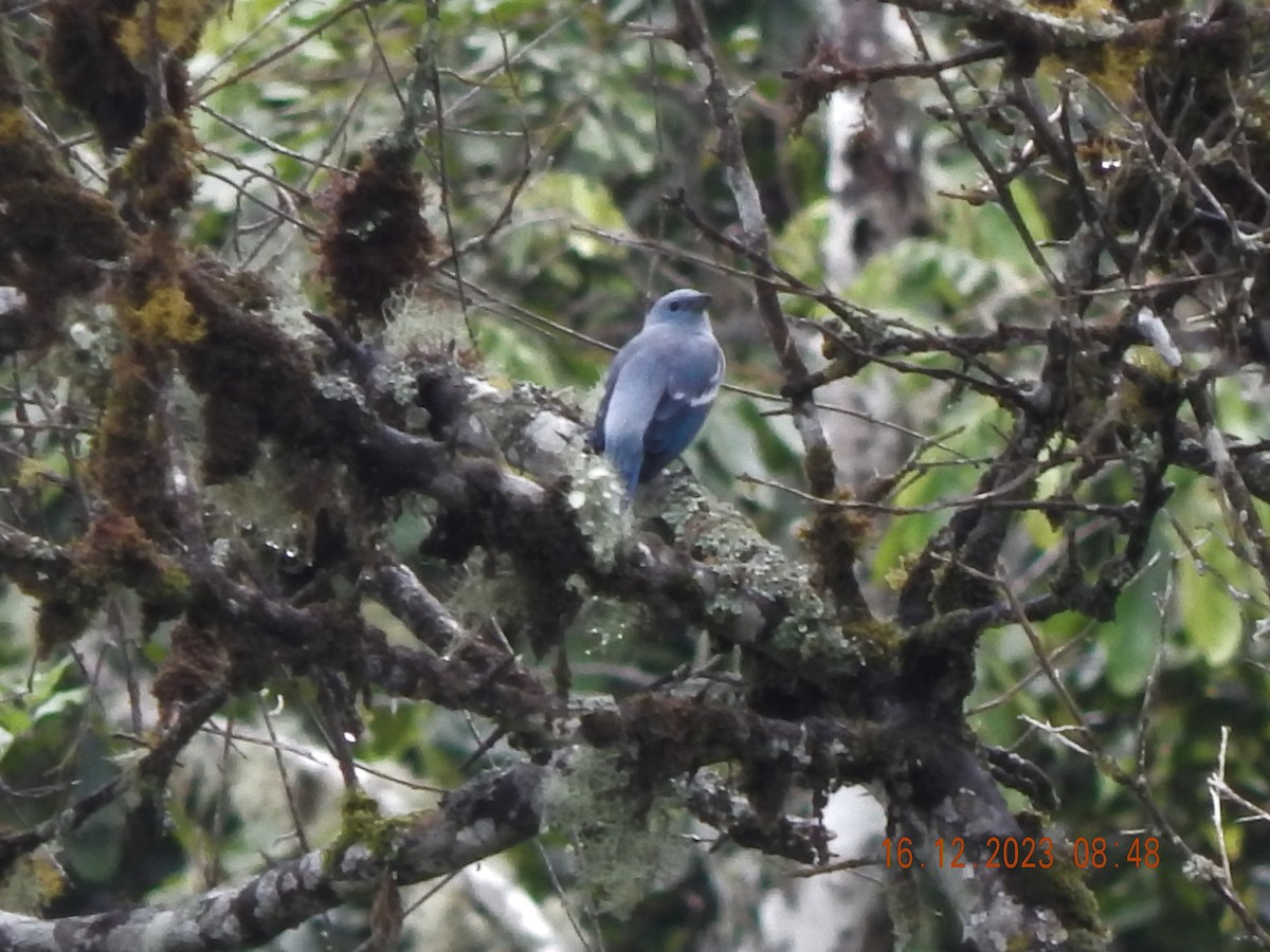 Blue-gray Tanager - ML618472119