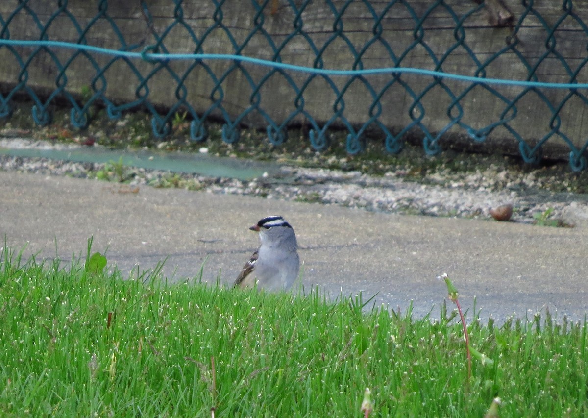 White-crowned Sparrow - ML618472121