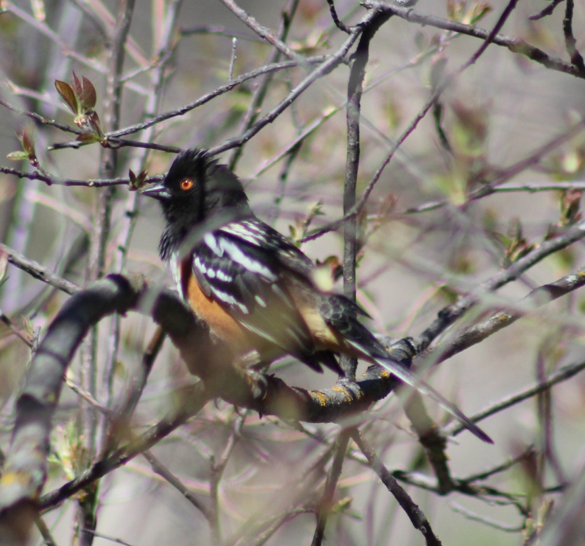 Spotted Towhee - ML618472136