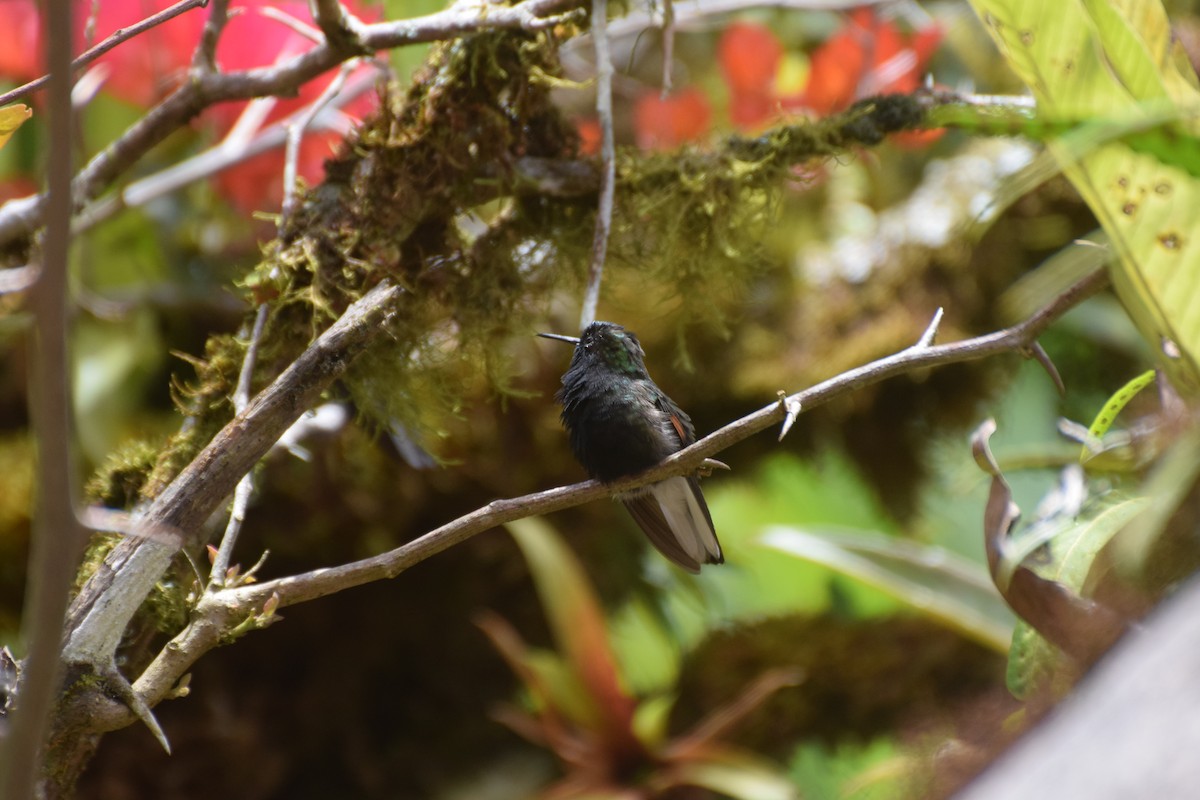 Black-bellied Hummingbird - ML618472141