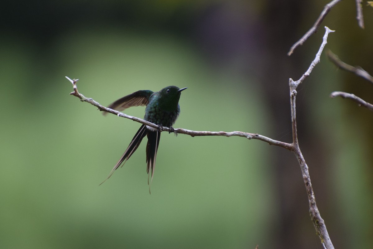 kolibřík trnoocasý - ML618472176