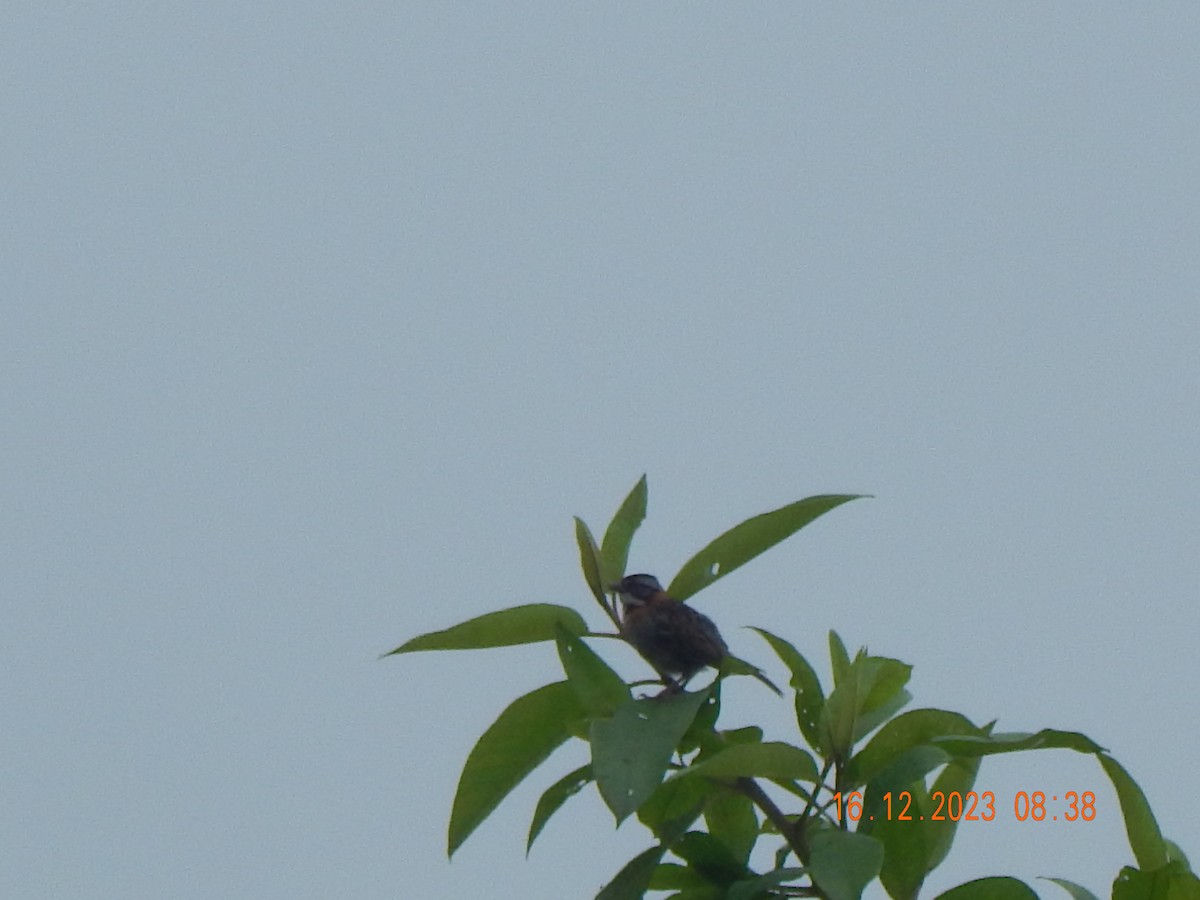 Rufous-collared Sparrow - ML618472179