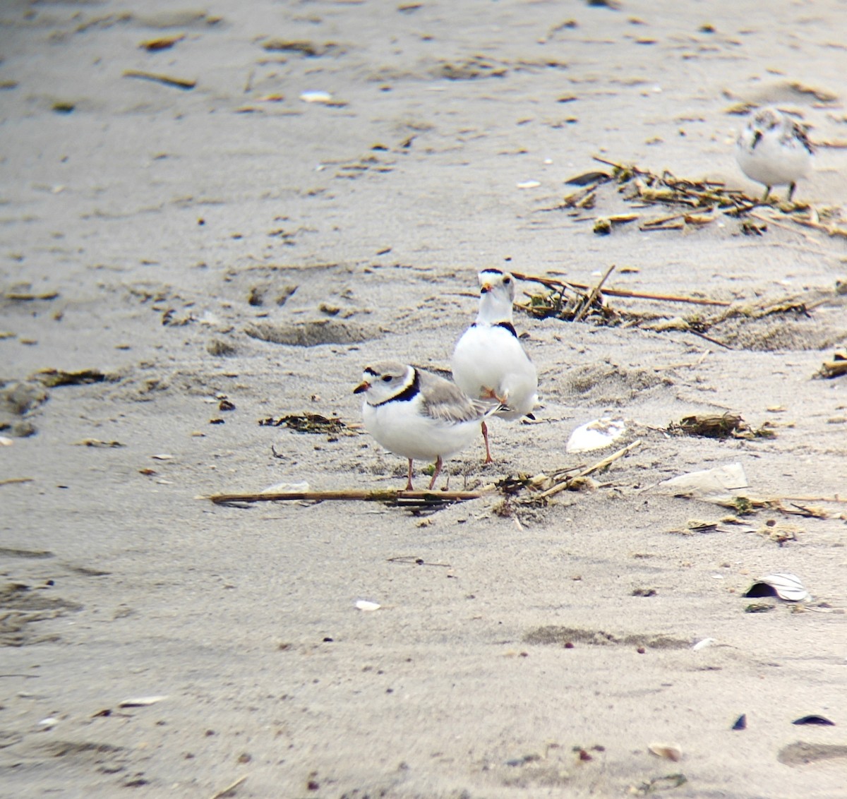 Piping Plover - ML618472190