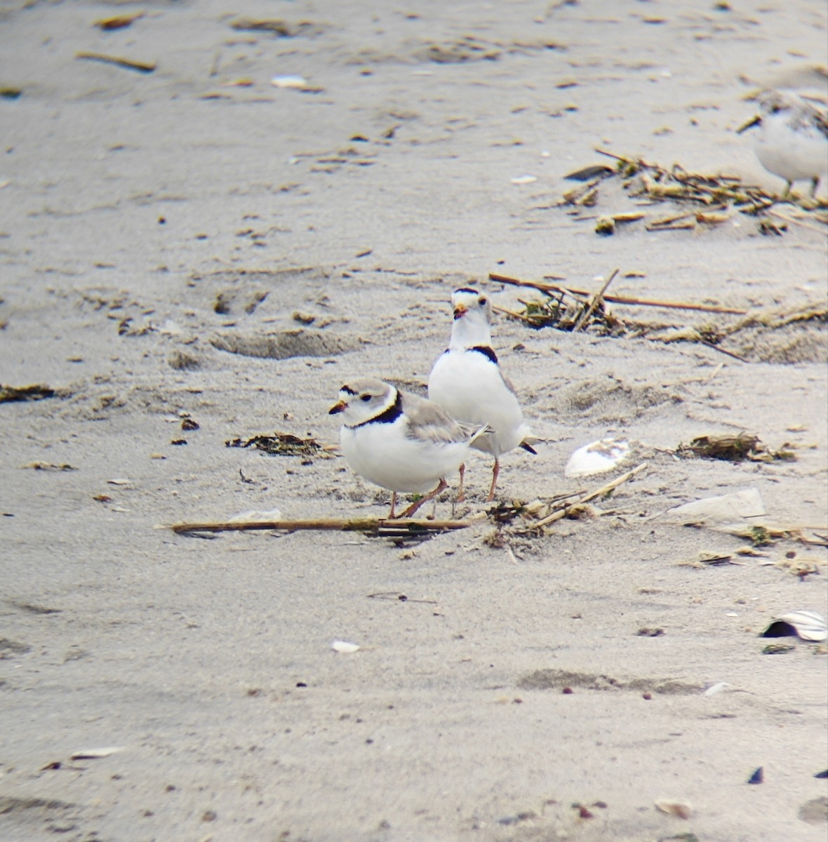 Piping Plover - ML618472191