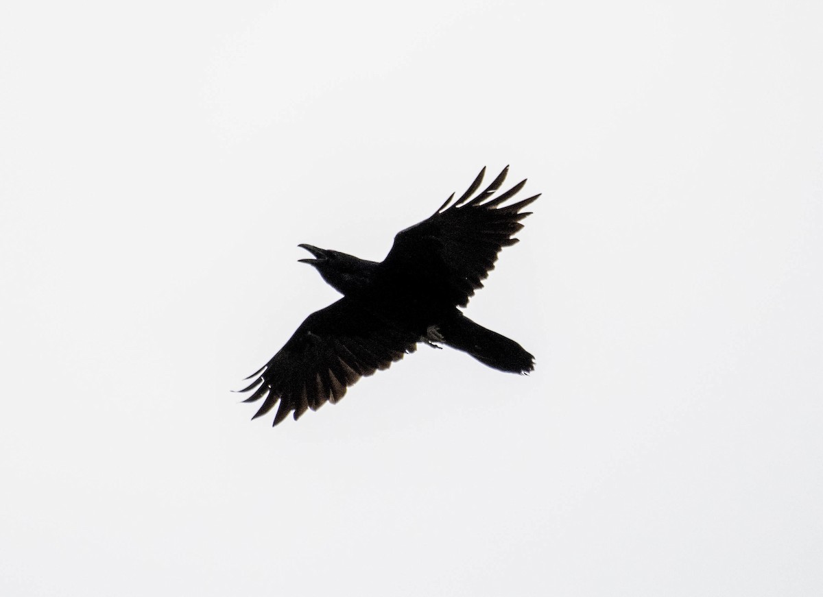 Common Raven - ML618472193