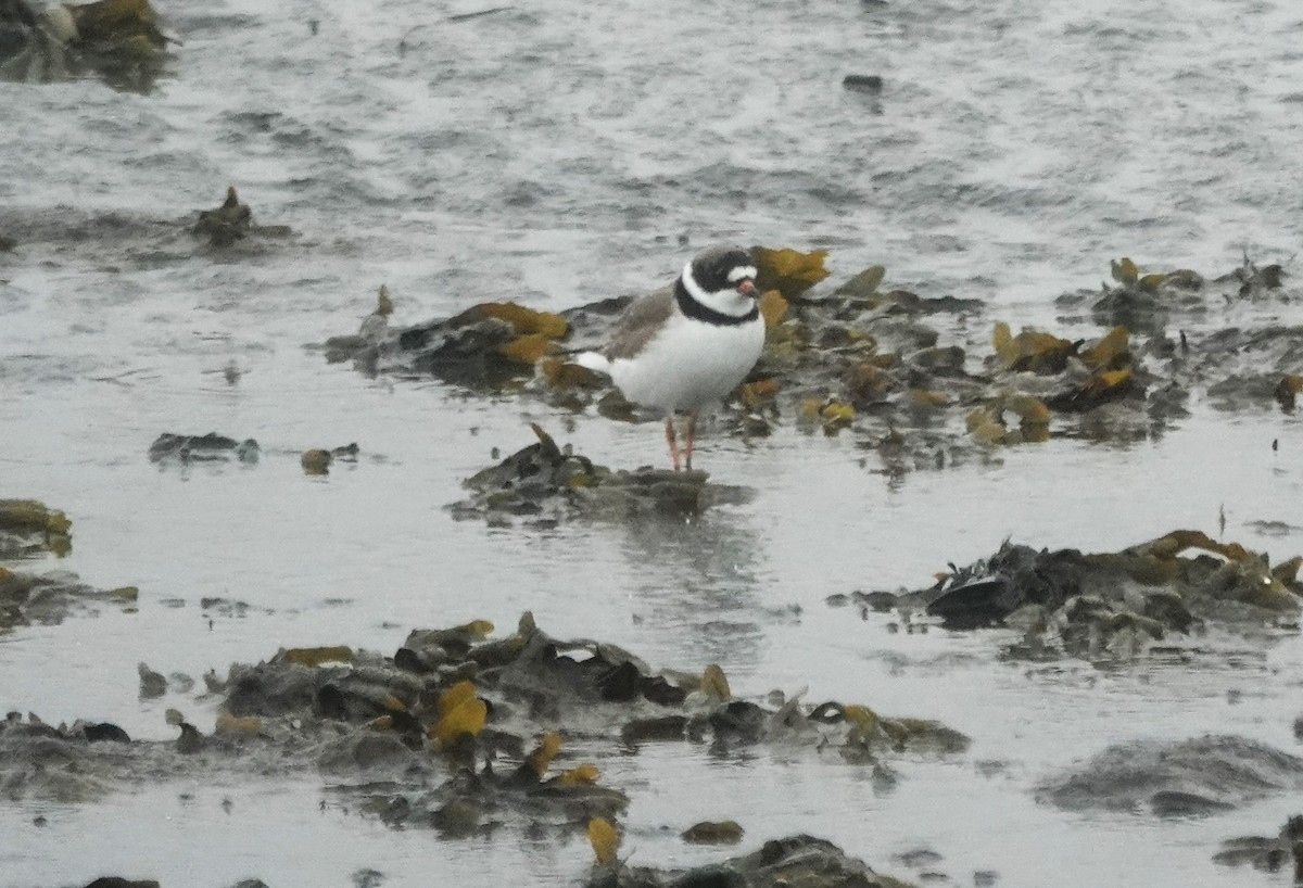 Semipalmated Plover - ML618472200