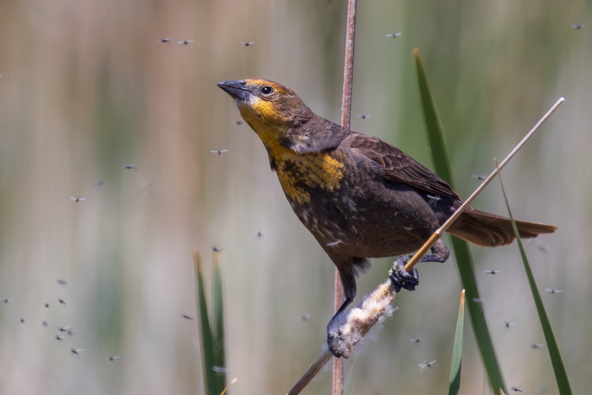 Yellow-headed Blackbird - ML618472216