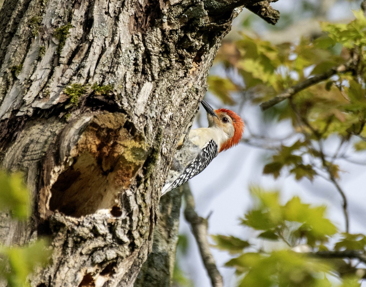 Red-bellied Woodpecker - ML618472224