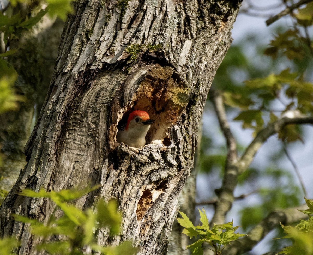 Red-bellied Woodpecker - ML618472225
