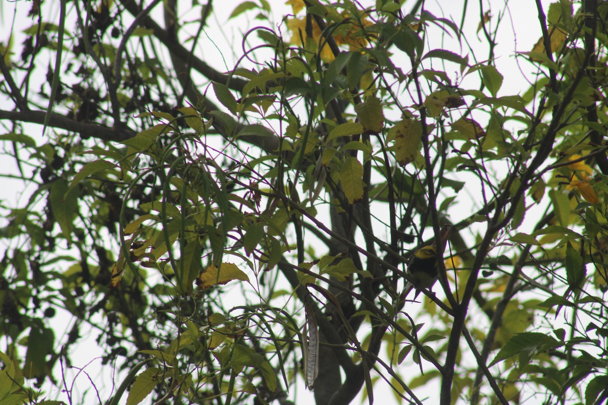 Black-throated Green Warbler - ML618472241