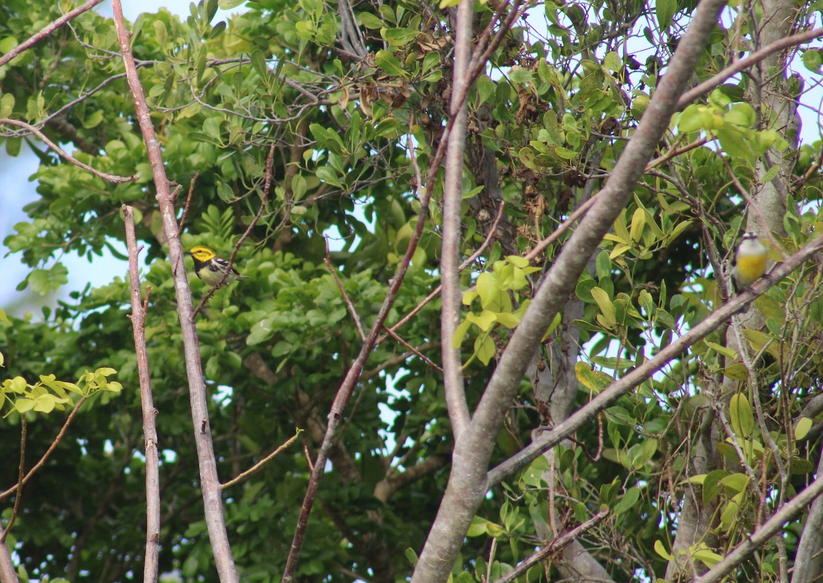 Black-throated Green Warbler - Janet Storr