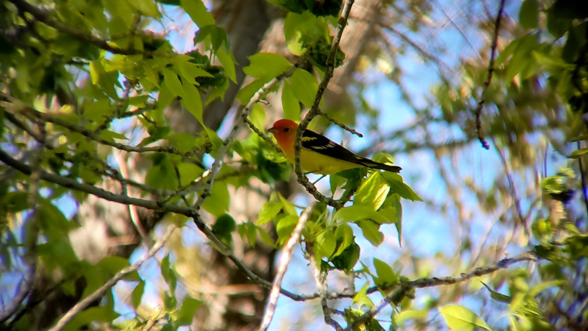 Western Tanager - ML618472255