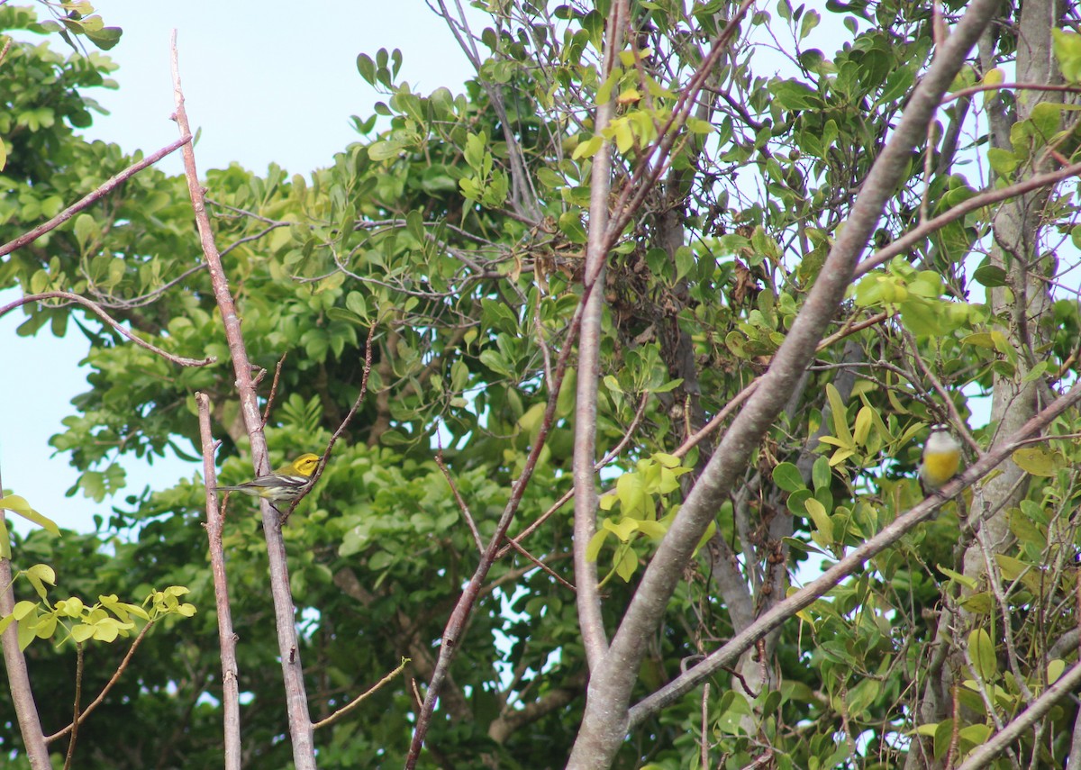 Black-throated Green Warbler - Janet Storr